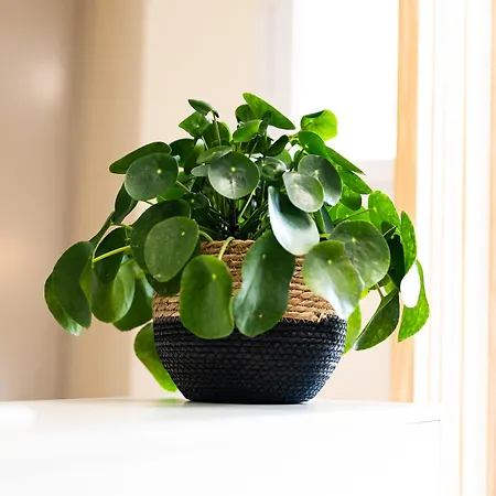 Grand Cap Rooftop Pool Hotel 2*